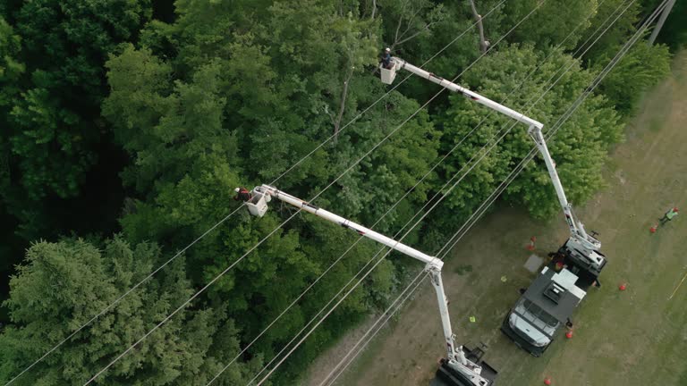 Park Layne, OH Tree Care  Company